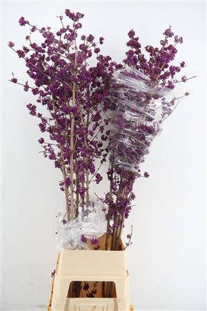 Callicarpa Bod Profu