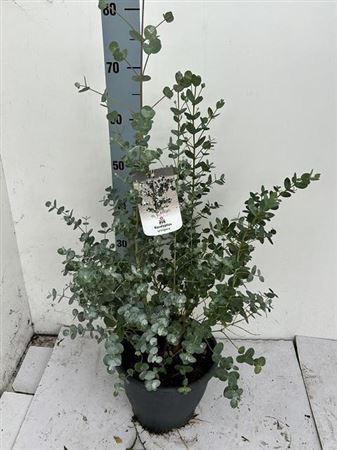 Eucal Urnigera