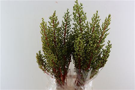 Bromelia Xl Green