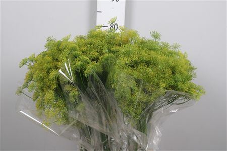 Anethum Graveolens