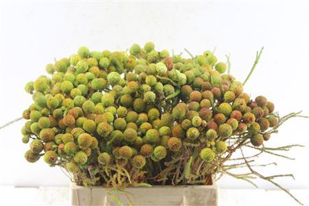 Kaaps Berz Galpinii Baubles