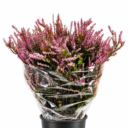 Erica Pink (per Bunch)