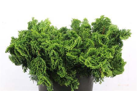 Chamaecyparis Obtusa Nana 2kg