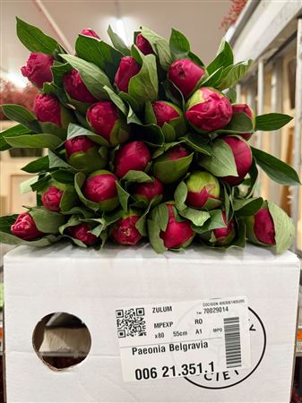 Paeonia Belgravia