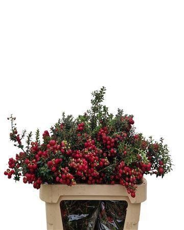Gaultheria Mucronata