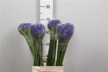 Agap Eyfori Blue