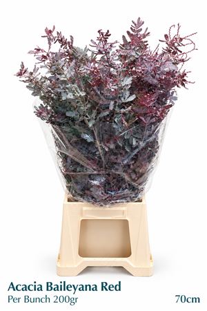 Acacia Baileya Bl Bs