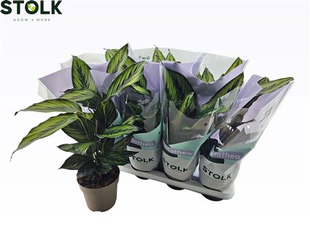 Calat Beautystar