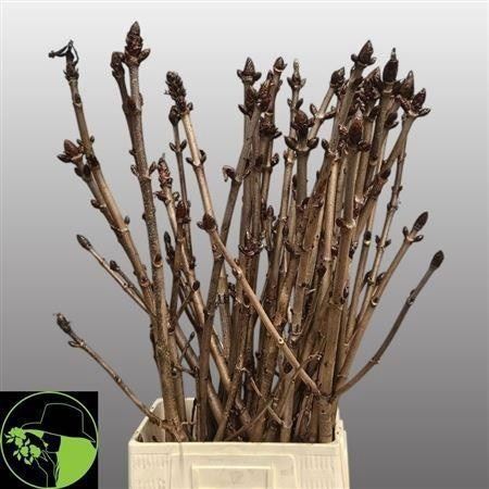Aesculus Hippoc Tak