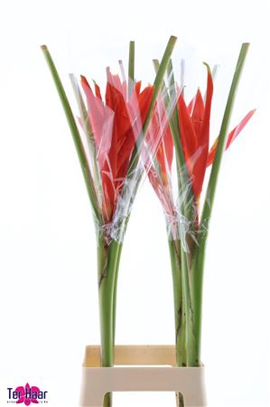 Musa Coccinea