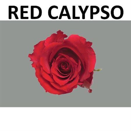 R Kl Red Calypso Boxes (v)