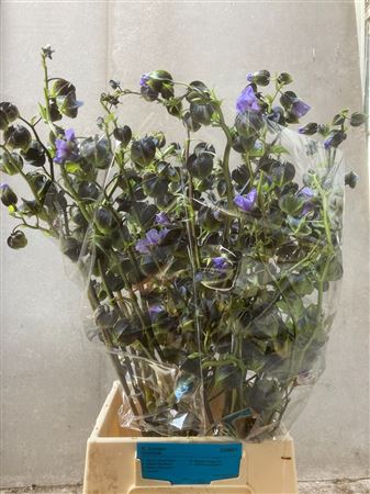 Nicandra Phys Purpur