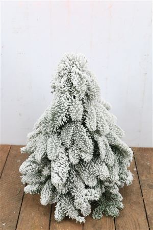 Nobilisboom Rond Snow 30cm