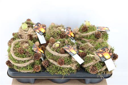 Arr Hipp Mos Pinecone + With Lights