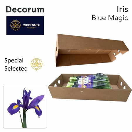 Iris Blue Magic