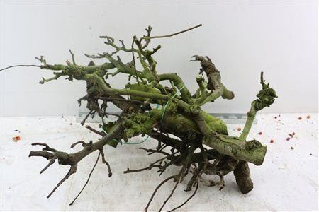Druivenhout Ov H%