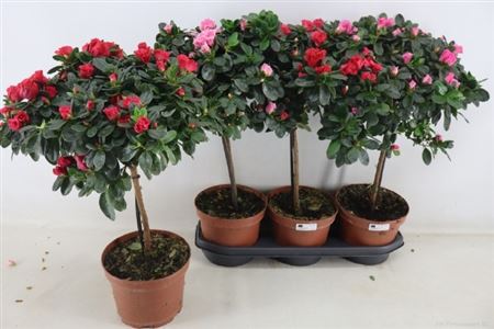 Rhodo Ov