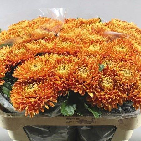 Boeket Mono Chrysant Pg Astro