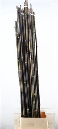 Bamboe Stok