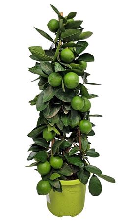 Citr Aurantiifolia