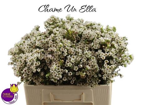 Chame Un Ella
