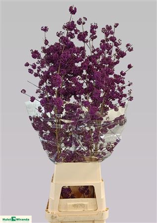 Callicarpa Bod Mag Purple Giant