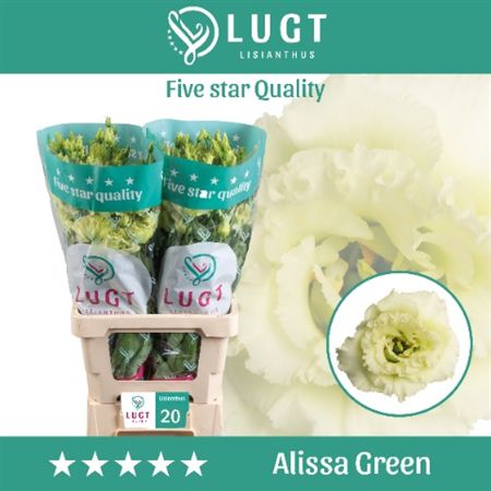 Eus G Alissa Green