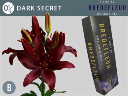 Li Az Dark Secret D Red