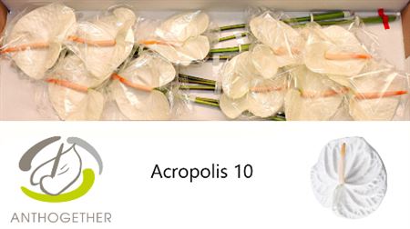 Anth A Acropolis