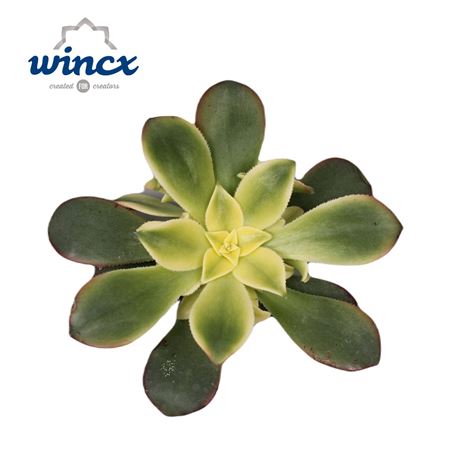 Aeonium Kiwi Cutflower Wincx-8cm