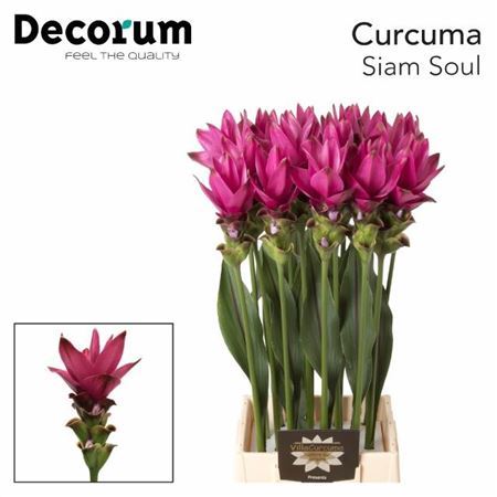Curcuma Al Siam Soul X16