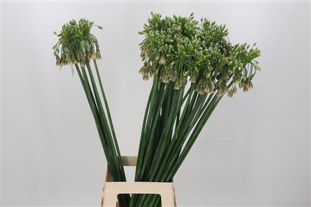 Allium Nectaroscordum Siculum
