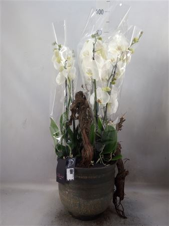 Arr. Phalaenopsis Mt L% LICR-2342 Limited Edition