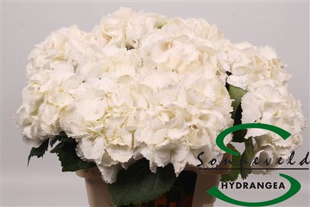 Hydr Exclusief Creme