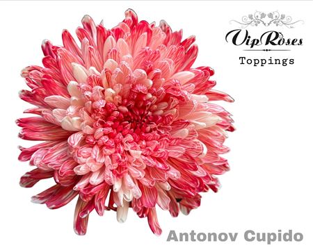 Chr G Antonov Cupido