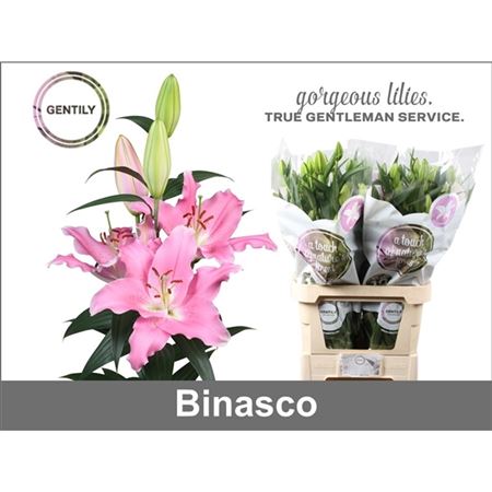 Li Or Binasco