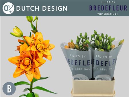 Li As Dutch Design