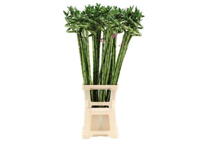 Lucky Bamboo Spiraal 100