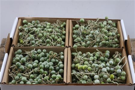 Sier Cuc Solanum Mix X4 Green