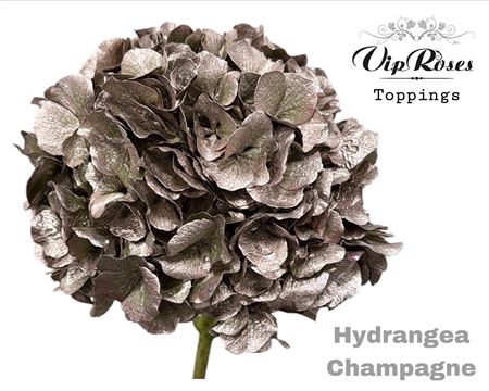 Hydr M Champagne 60cm