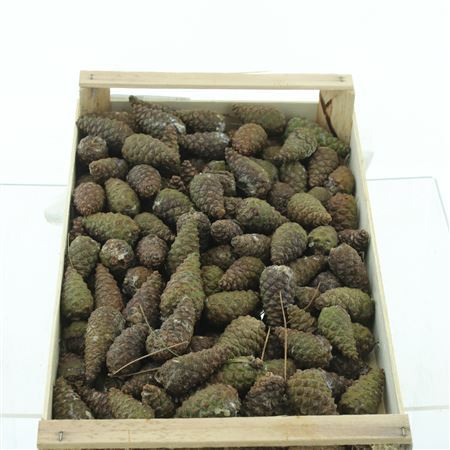 Pine Cone Big