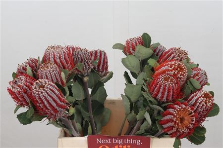 Banksia Coccinea