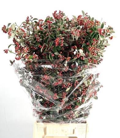 Cotoneaster Franchetii