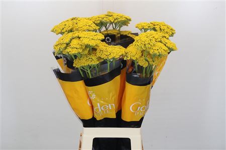 Achillea Golden Prairi