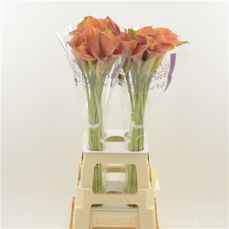 Calla Sunset Passion