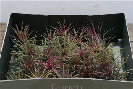 Tillandsia Ionantha Rood X20