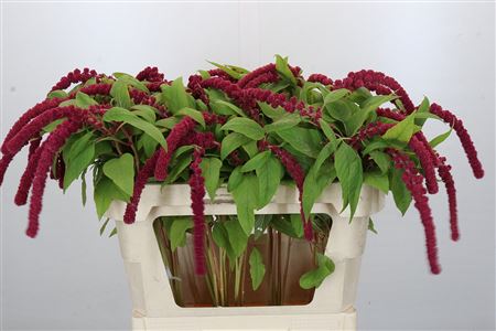 Amaranthus Caudatus Rosary