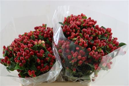 Hypericum Red Spray