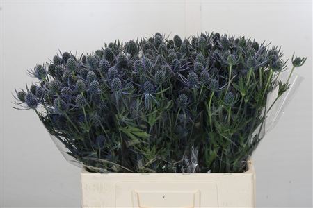 Eryngium Blue Dynamite