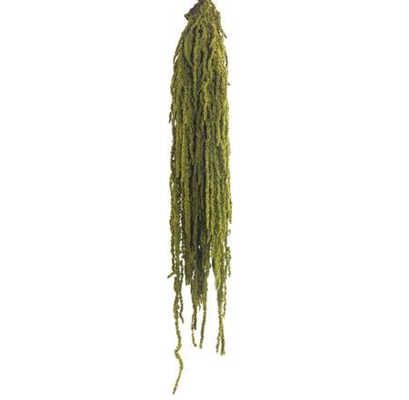 Amaranthus Green